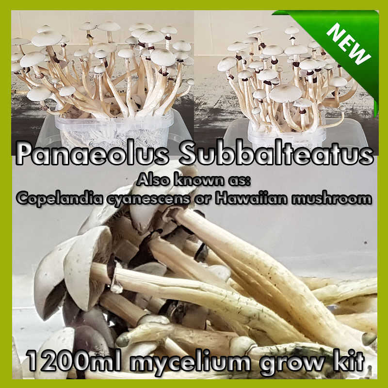 Copelandia cyanescens species mycelium substrate grow kit Panaeolus Subbalteatus